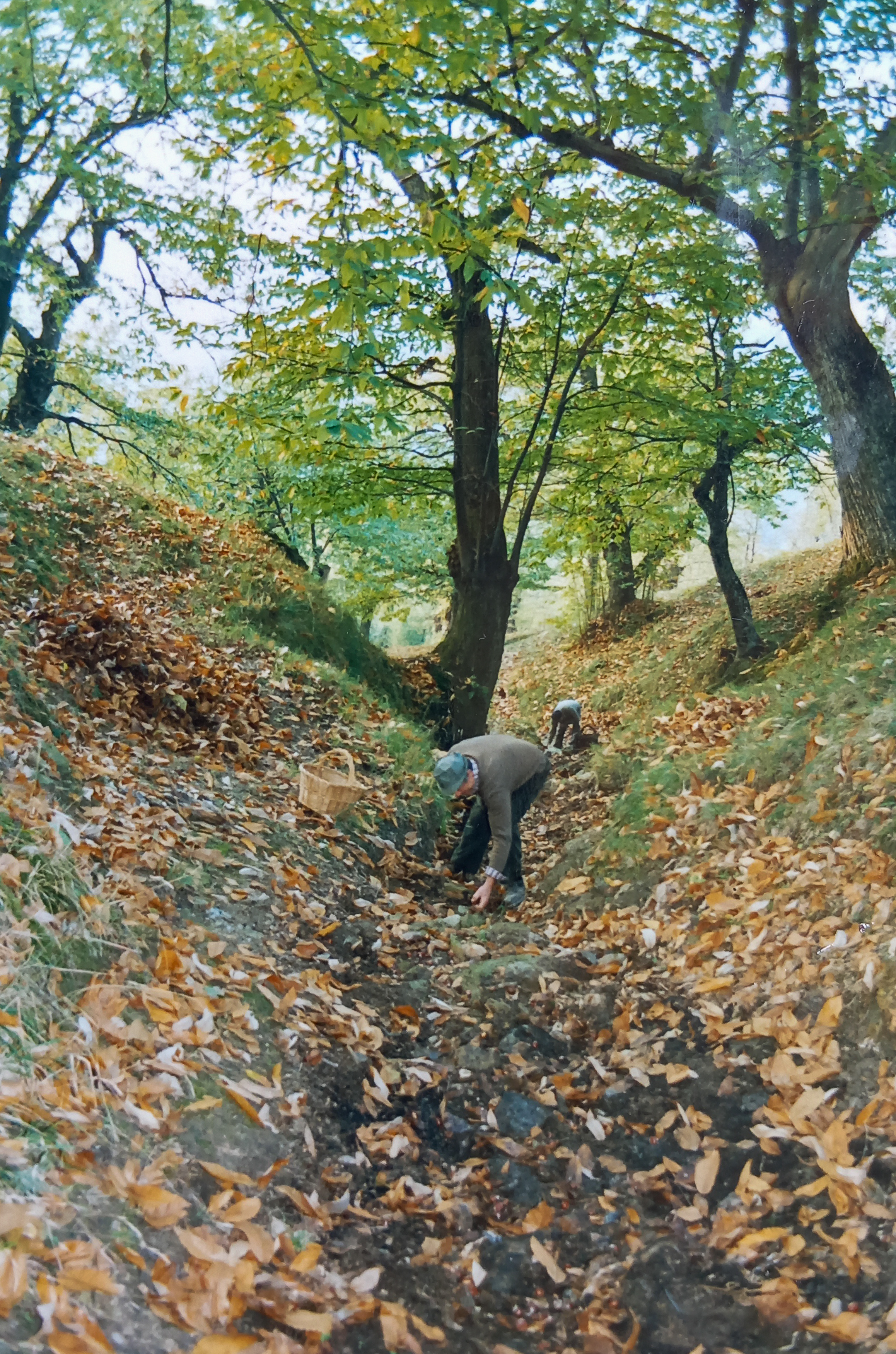 Autore sconosciuto, Raccolta dei marroni, anni ’80 del Novecento, fotografia analogica, 10x 15 cm