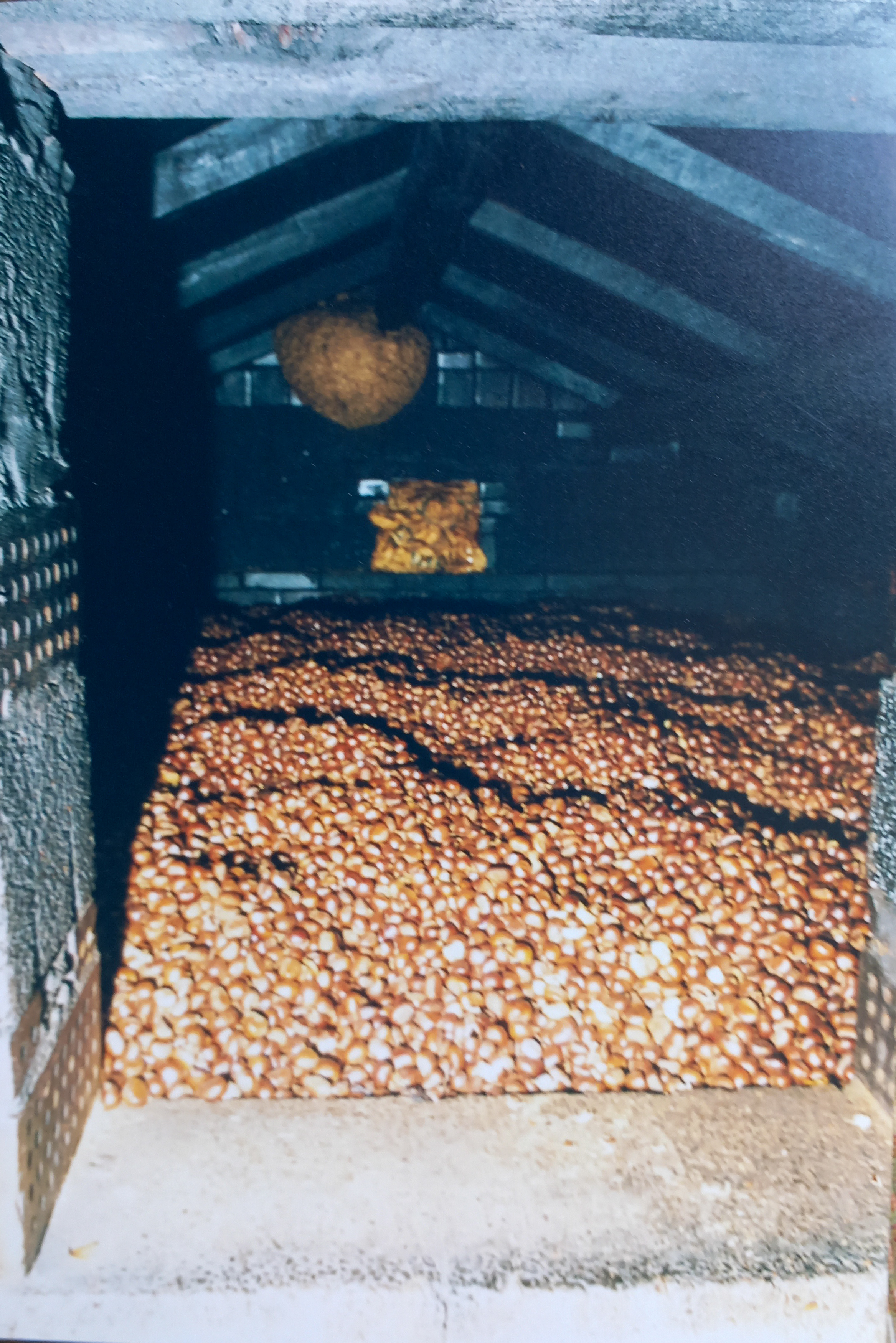 Autore sconosciuto, Marroni nel seccatoio stesi sul tavolato della parte superiore della costruzione per favorirne l'affumicatura, anni '80 del Novecento, fotografia analogica, 10x15 cm